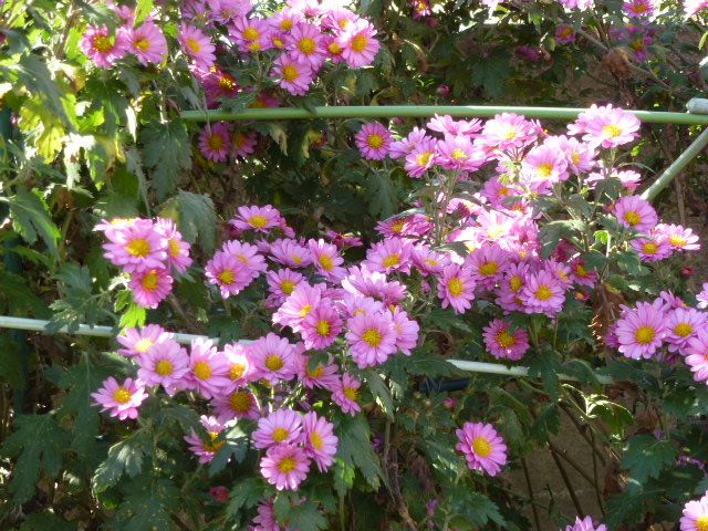 クチナシの実 ロウヤ柿 菊 3種類 写真あり 私の好きな花 楽天ブログ