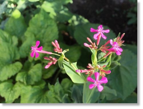 虫取り撫子 ピンクのジギタリス 末摘む花の雑記帳 楽天ブログ