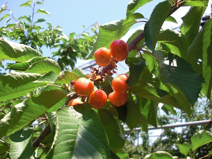 20130609早生おばこ錦.jpg