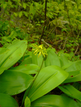 wild flower 04 (2013May24)_edited-1.jpg