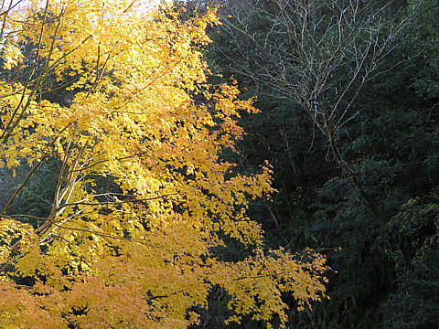 IMG_0196.jpg