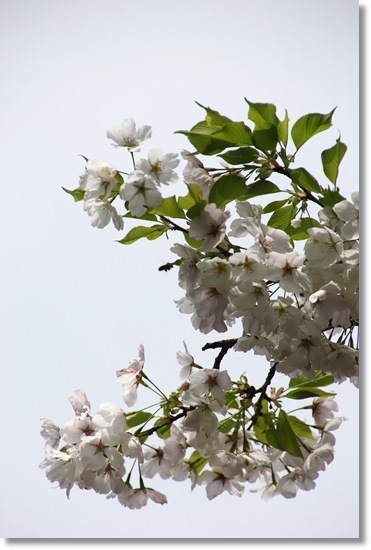 樹木公園-2 薄毛大島 15.4.18