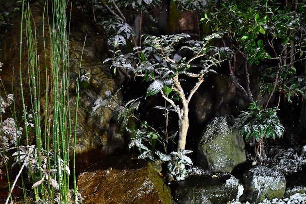 DSC_9771.JPG