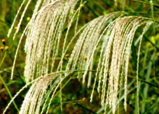 ススキの穂花 花と蕎麦とリハビリと 楽天ブログ