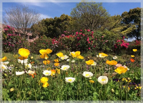 フラワーセンター大船植物園のポピー