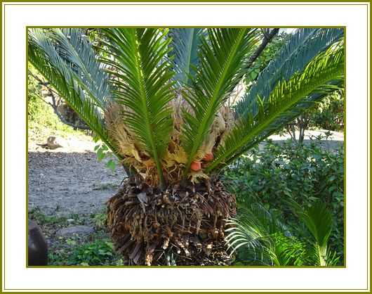 令和２年12月29日 蘇鉄の実押しくら饅頭玉手箱 花の歳時記 天南星の魅力 山野草 楽天ブログ