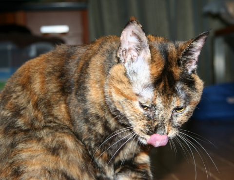 20131005ｻｺ02.jpg