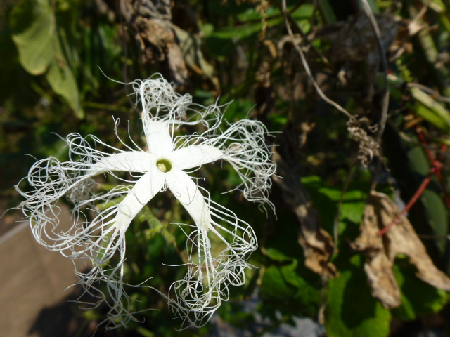 67 ヘビウリの花