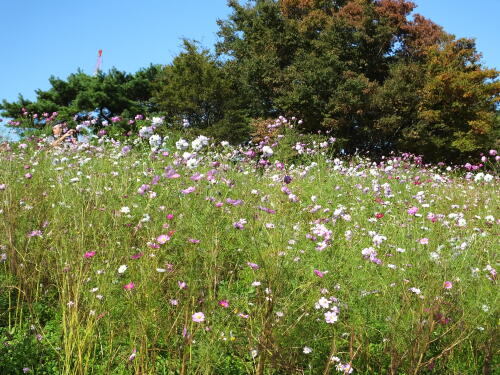 花の丘のコスモス