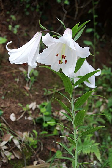 ササユリの花を咲かせる』講習会のお知らせ | 能登の手染め日記 - 楽天ブログ