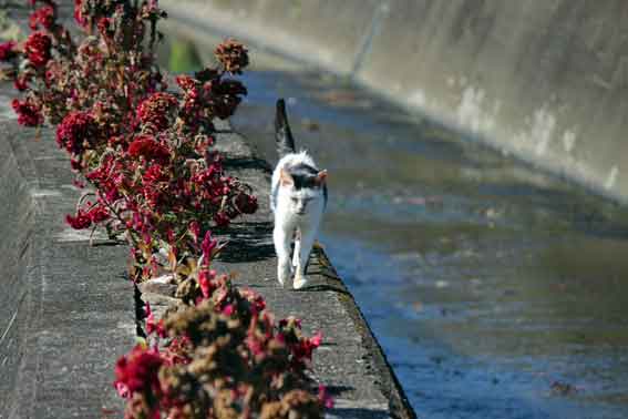我が家のニャンコ♪2013/10/14-2