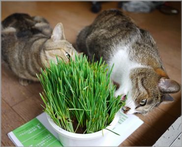 うまい♪うまい♪