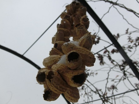 ピーナッツリース