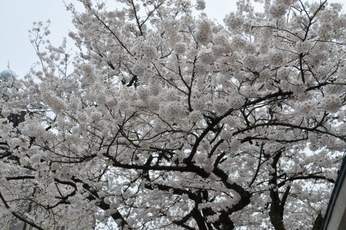 松川桜