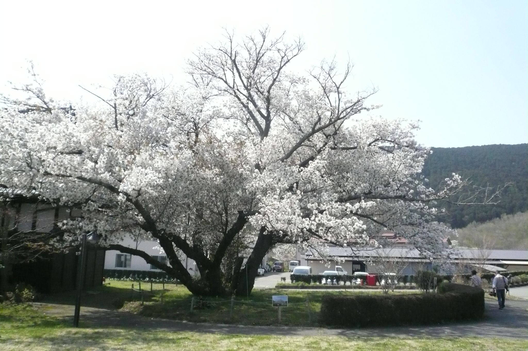 ともえ桜 大仁瑞泉郷 寄り道しながら万葉集 楽天ブログ