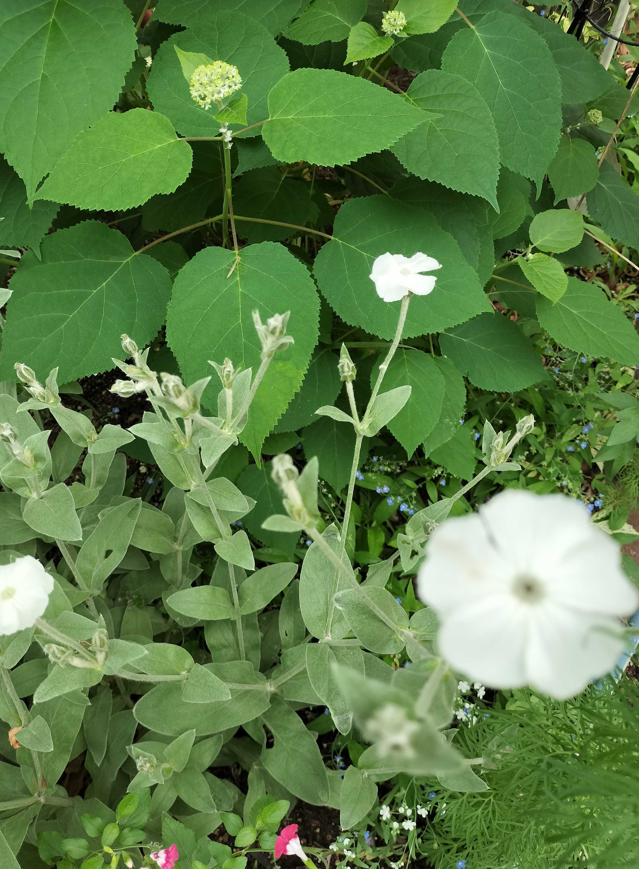 白花 花 花v 花鳥56 4/20 発売！adidas Originals ZX 2K BOOST PURE “Hanami