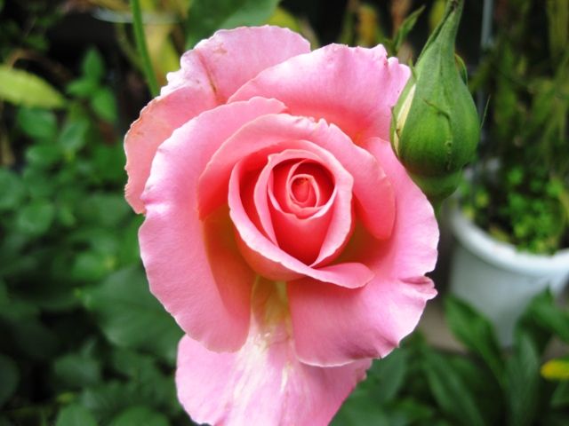 バラ ティファニーが咲きました 青パパイヤと家庭菜園日記 楽天ブログ