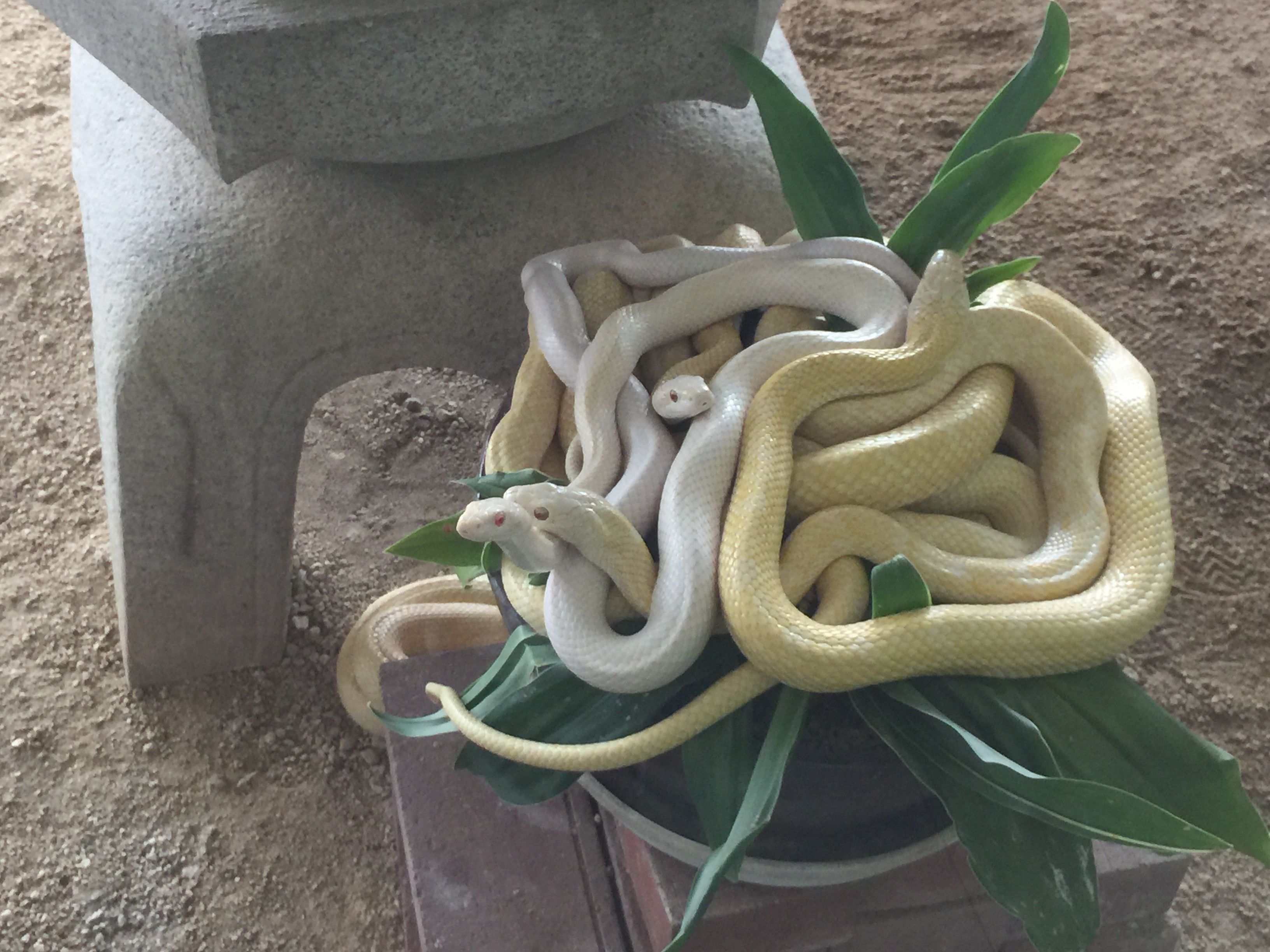 師走の岩国白蛇神社 みっちゃんの気ままなブログ 楽天ブログ