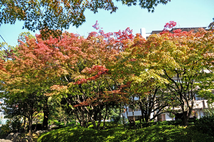 紅葉１