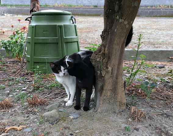 我が家のニャンコ♪2015/8/14-3