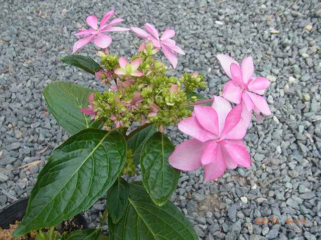 隅田の花火