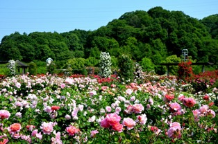 世界のバラ園４.jpg