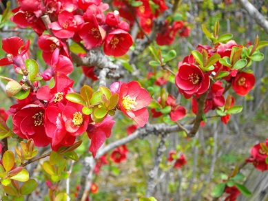 山田池公園　ボケの花