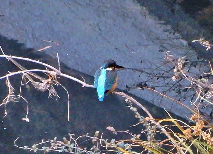 カワセミ9
