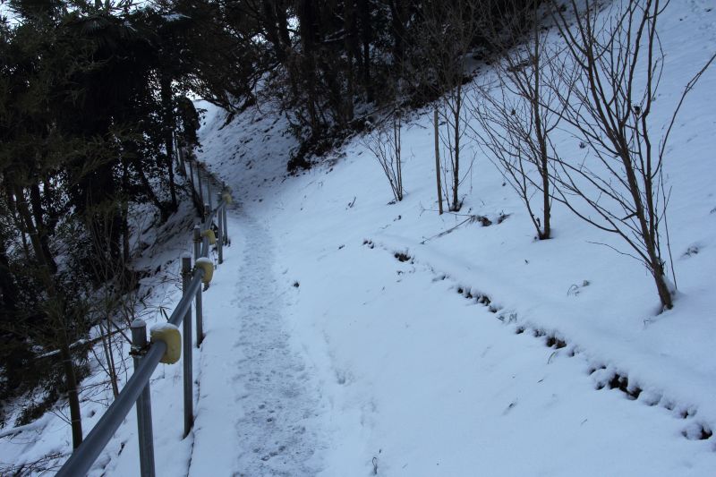 津越の福寿草_002.jpg