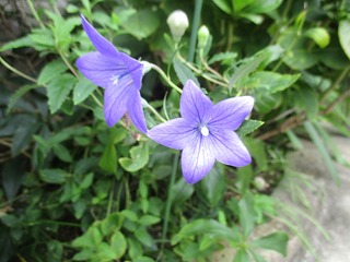 IMG_0218ss.jpg