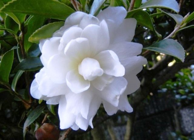 寒椿の花と山茶花の花 花と蕎麦とリハビリと 楽天ブログ