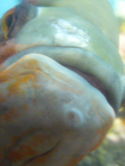巨大魚