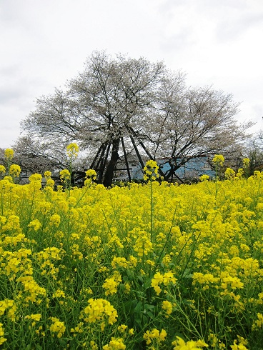 富士宮市狩宿　さくらと菜の花