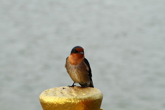 IMG_8588.jpg