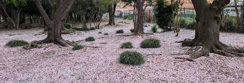 やっぱり山と花が好き