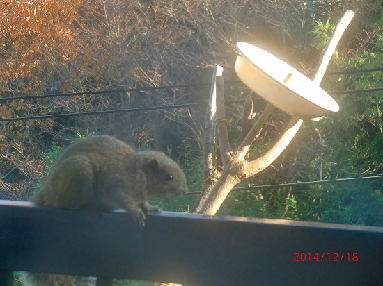 天皇誕生日 003.jpg