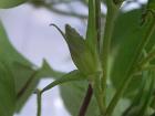 2012年９月15日の膨らみつつある朝顔の蕾