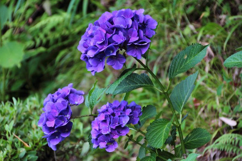 中千本公園の紫陽花_05.jpg