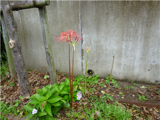 P1020542.png