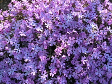 芝桜