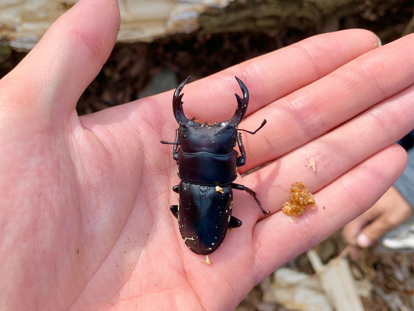 オオクワガタを求めて 山梨県 昆虫記 楽天ブログ