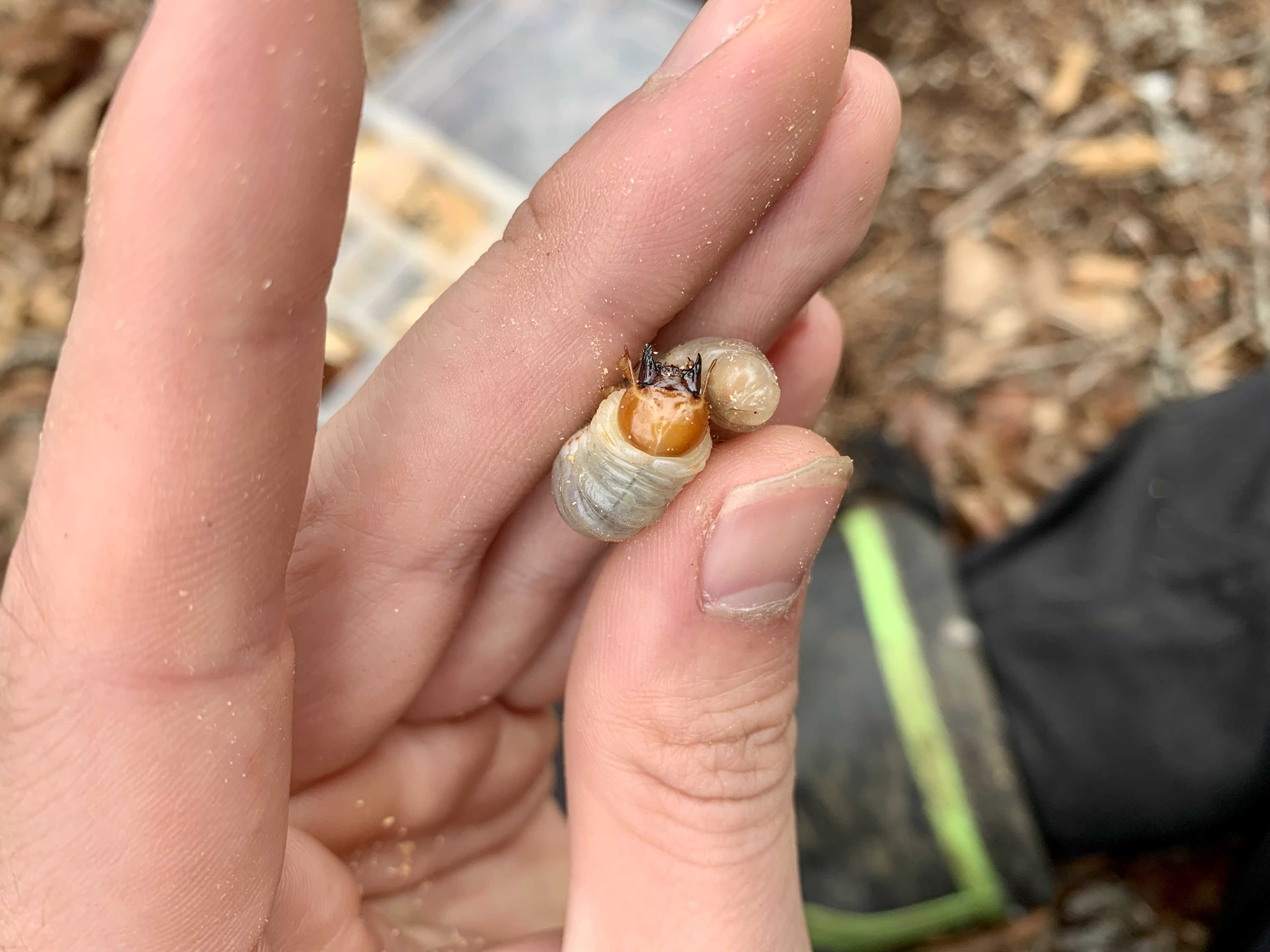 高山帯 激レア産地での採集個体 昆虫記 楽天ブログ