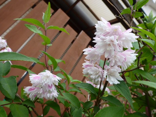 桜ウツギ 更紗空木 白花八重空木 紫陽花 数種類 写真あり 私の好きな花 楽天ブログ
