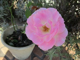 IMG_2524ss.jpg