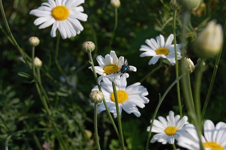 DSC_0056.jpg