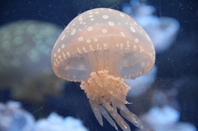 新江ノ島水族館