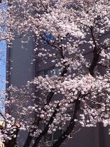 画像 2061桜M.JPG