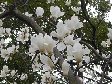 山田池公園　モクレン