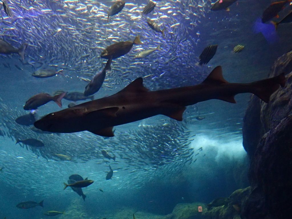 水族館 ボケないための日記のようなモノ 楽天ブログ