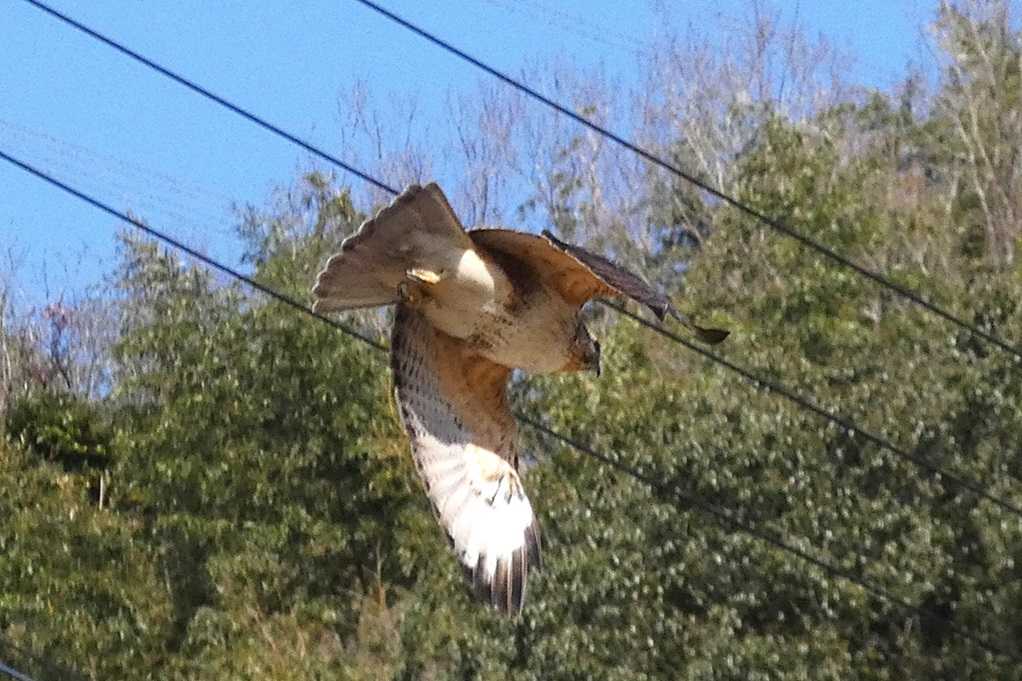 515